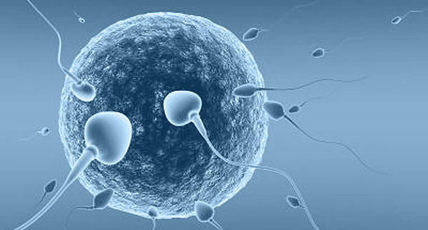 процедура ЭКО: самостоятельное проникновение сперматозоида в яйцеклетку
