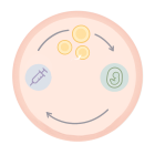 Короткий протокол ЭКО